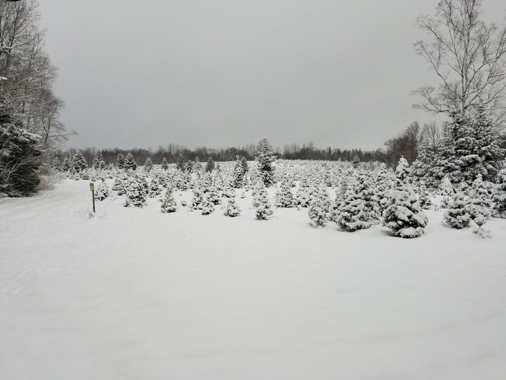 One of 5 tree fields covered in snow